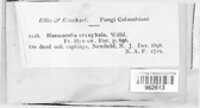 Naematelia encephala image